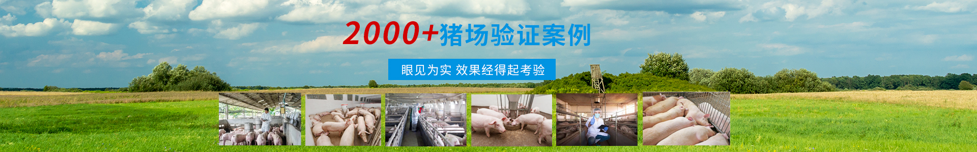 養(yǎng)殖經(jīng)驗-商丘市森澳達(dá)動物藥業(yè)有限公司