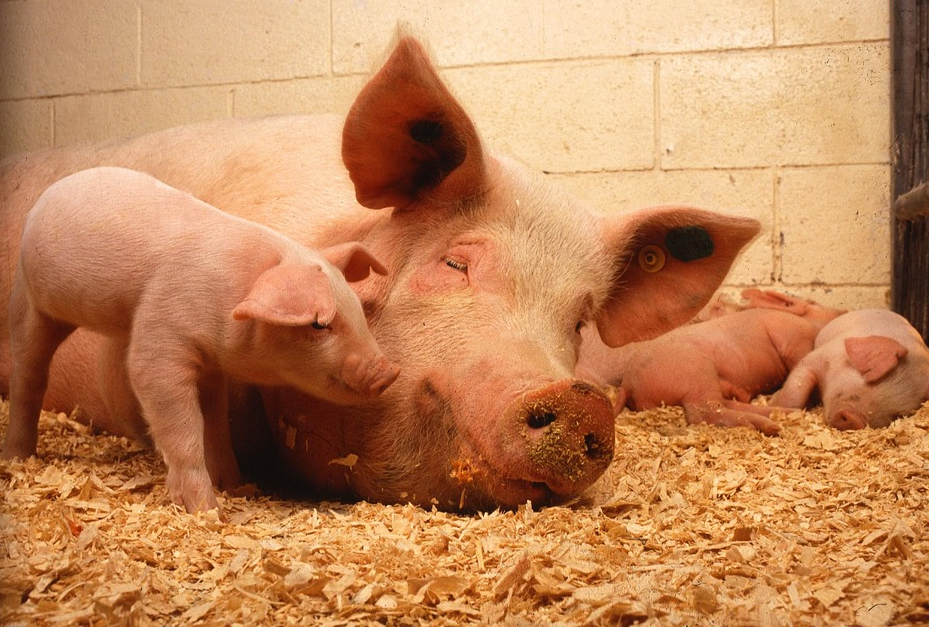 母豬高產(chǎn)小豬健康只需要一招！